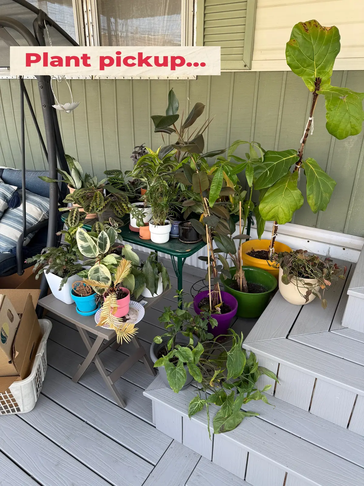 Now I have to repot a few because they grew so well over the summer! 😆 #plants #plantsoftiktok #plantstuff #PlantTok #plantmom 