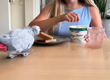 🦜🍞 #Graupapagei #kongopapagei #cottagecheese #toast #fyp 