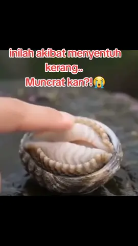 gua bilang jg ape.. jangan dikulik kulik.. ngeyel sih😒 #hiburan #lucu #komedi #fyp #fyppppppppppppppppppppppp @mimi_n4na @ika.mohsin @simpananhost69 @hatika_ika @ikakhamisyah73 @dhewi1401 @jesslover88 @madu_pahit93 @nayaantika @bundanadamainis @anz.._..setya @zaituan9292 @d14n4.7975 @kaira0827 @tya_ra2006 @tiika2305 @evaev046 @akhuchantika @nindy_nafiz1 @nopnop_83 @oppahvin0 @lilin_02_ @putr1_95 @nurjamilah59 @akuhanyawanitabiasa94 @user1122_03k  @aishah_720 @muhammadmohsinbhutta7@clarakhan.com28 @herrie_poernama1907 