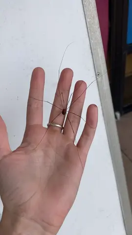 My favorite spider 🥰 