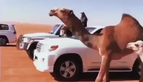 #سمو_الشعل #مشعل_ابن_جدعان 