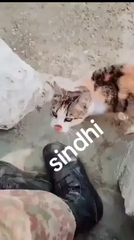 #viralvideo #foryoupage #trinding_video 