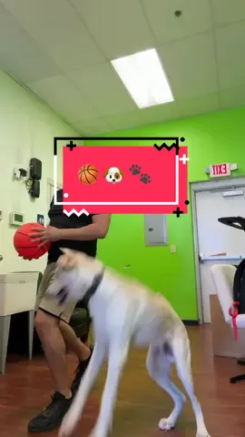Oliver is ready for the NBA. 🏀 #labradorsoftiktok #labradorpuppy #basketball #dog 