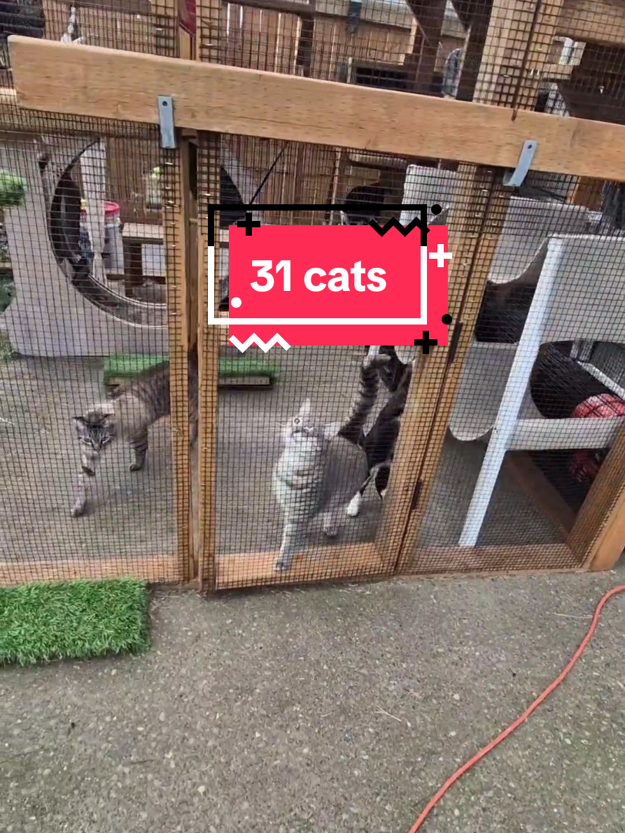 Im so lucky to be able to babysit 31 cats!!!  #cats  #catsitter  #veterinarytechnician  @CrazyCatFamily! 