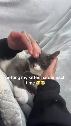 👀 😂#kitten #foryoupage #kittensoftiktok #fyp #foryou 