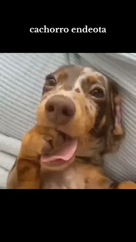 cachorro endeota #cachorros #endeota #PetsOfTikTok #dog 