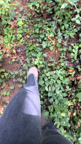 Une balade en forêt à la recherche de champignons 🍄‍🟫 #fyp #autumn #fall #beauty #mushroomart 