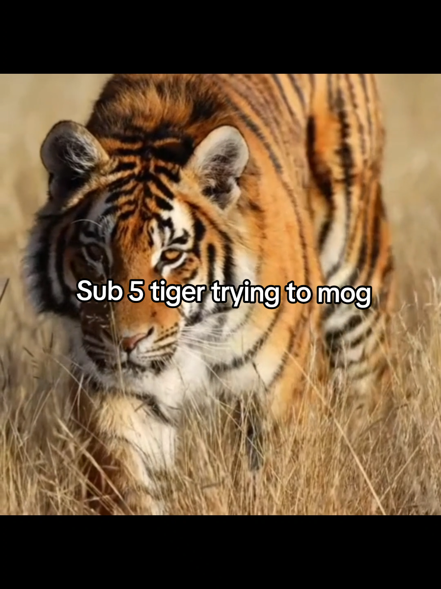 it's over for him #mog #looksmaxing #looksmax #GlowUp #psl sub5 tiger trying to mog