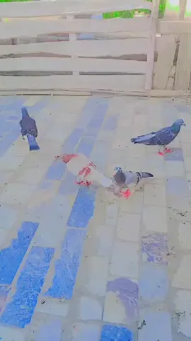 #💔💔💔🥀🥀🥀🥀🖤🖤🖤🥀🥀🥀❤️‍ #💔💔💔🥀🥀🥀🥀🖤🖤🖤👊👊👊👊👊🤟🤟🤟🤟💪💪💪❤️‍🔥❤️‍🔥❤️‍🔥❤️‍🔥🌺🌺🌺 