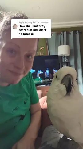 Replying to @jacqui607 I share about the bites for awareness. it's not uncommon with parrots #furbythebirb #bite #parrot #cockatoo 