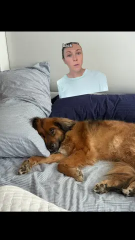 love you macey girl ❤️‍🩹 #greenscreen #librela #librelainjection #seniordog #seniordogsoftiktok 