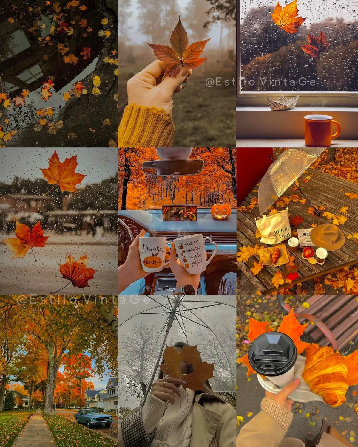 🧡El lunes comienza la mejor temporada del año##otoño🍂🍁🍂🍁