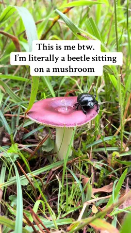 the dream 😔  (this is a Dor beetle! I spotted it on my walk in the forest yesterday!)  #entomology #bugsoftiktok🐜🐌🐛🦗 #invertebrates 