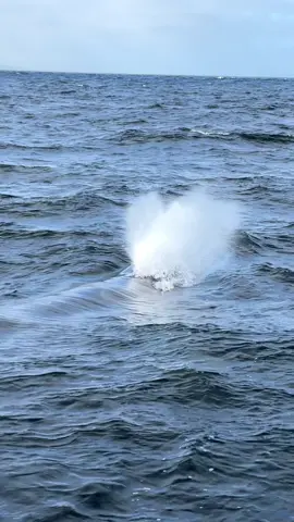 Espectacular Ballena Fin en Atacama 🇨🇱 Chile #whale #amazing #ocean #ballenas #whalewatching 
