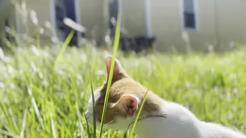 My first feature film, called ‘The Projects Project’ is a documentary that will highlight societal neglect through the lenses of public housing. By identifying the structural, architectural elements of not only our living spaces, but also our planet and our bodies, we are able to bask within a holistic perspective of our environment.  I’m grateful and excited to connect the dots, not only displaying the disparities but also depicting the solution oriented people, places, and concepts that already exist.  If you’re at all inspired by this there are 3 ways you can interact:  DONATE: I have finally opened up a specific way for you all to finance this film, and assist my production collective @outtapocketpictures in making this film come to life, link is in my bio SPREAD THE WORD: Share this progress update with someone you love, share it to your story, comment some loving words and tag a revolutionary you feel would be interested in being apart of this journey.  JOIN THE MOVEMENT: If you are motivated to work alongside me, ask yourself if you feel worthy of doing so. If the answer is an of course or automatic yes, then you’re my type of vibe. Confidence, clarity and precision is what I’m looking for. I have the OPP Creative Roster for the film heads, and the SEEE Initiative for anyone looking to get in alignment with divine exchange and reciprocity.  I really wanted to try editing something with this vibe, y’all know me just exercising over here I wish that you enjoy!! 😂