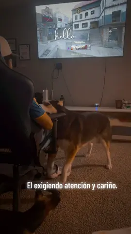 🐶🐾🐾❤️🫶🏻#huskylife #husky #4patas #dog #fy 