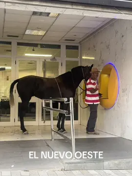 Viviendo en el nuevo oeste 😂🐴🤠 #caballo #sanmateo #cowboy #fiesta #humor  (For licensing or usage, contact licensing@viralhog.com)