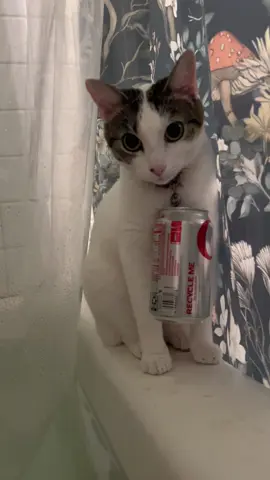 Um I’m afraid this is my fault, I’m a @Diet Coke addict and apparently so is my #cat 