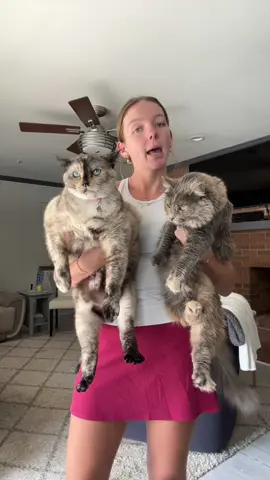 So proud of Chesterbelle for learning to play with others! ***Chester is completely fine and the girls are montorited during playtime!!!!****