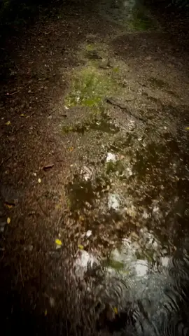 Bonne soirée 🥰🥰#paysage #nature #forest #naturelove 