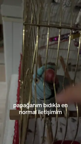 adı bıdık ama bazen de şinasi #fyp #indianringneck #parrot 