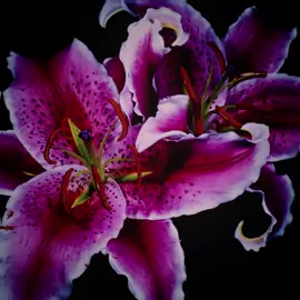 ✦ #FLOWERS || last edit before college starts. i’m starting to get a little nervous, ngl… but new campus, new me | cc: int3rruptcd | #nature #flower #floweredit #aesthetic natureedit flowersblooming spring pastelghost lilacs |