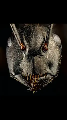 O maior inseto 🐜 do mundo! #curiosidades #curiosidadesaleatorias #insetos #mundoanimal 