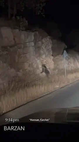 #hassan_gaylan_shiwany #barzan #soran#bear #fyp 