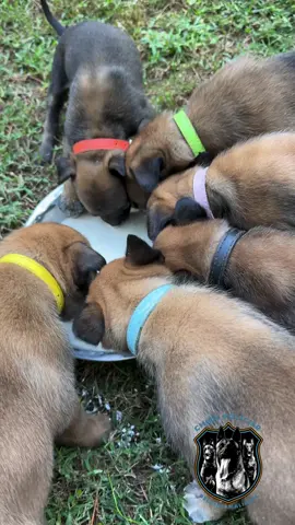Lunch 😁 #belgianmalinois #chienpoliciermalinois #malinoispuppy #malinois #malinoisoftiktok 