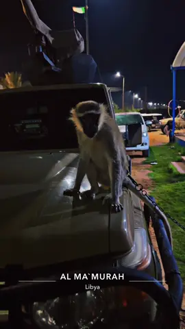 #ليبيا #ورشفانه_العزيزيه_الزهراء_الحشان_الساعديه #قرد 