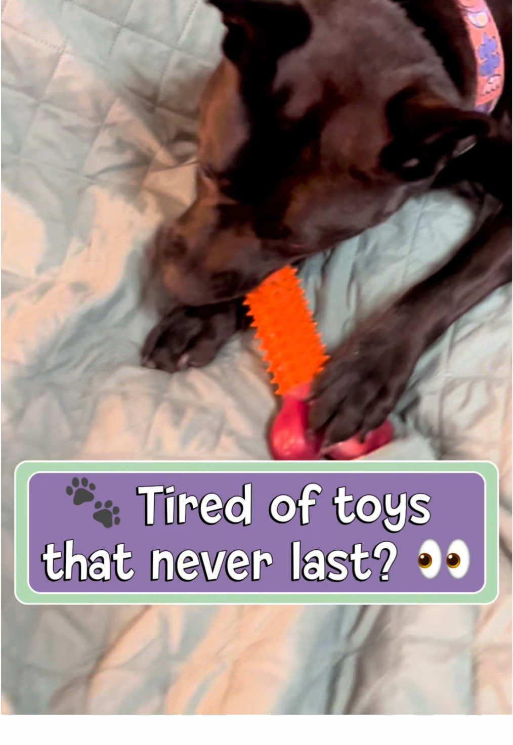 🐾 Tough dogs need tougher toys! 💪 The @Apasiri Tough Dog Toy is beef-scented, teeth-cleaning, and perfect for medium to large breeds 🐕✨ Add peanut butter for extra fun 🥜! Dishwasher safe & built to last! 🚀 Available NOW from Apasiri in our TikTok Shop Showcase with FREE 3-day shipping! 🐶🛒 #DogToy #DogChews #DogToyReview #DogToys #DogParents 