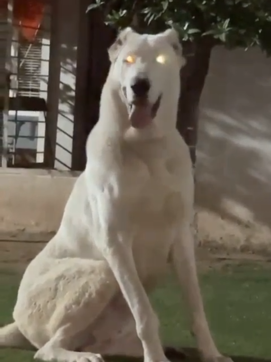 #creatorsearchinsights #alabai #female #doglover @dog @alabai_barao_br @alabai_cao_sarplaninac93 