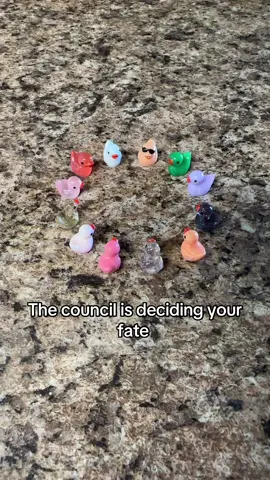 The council has spoken so it must be done. #council #miniducks #fate #like #fyp 