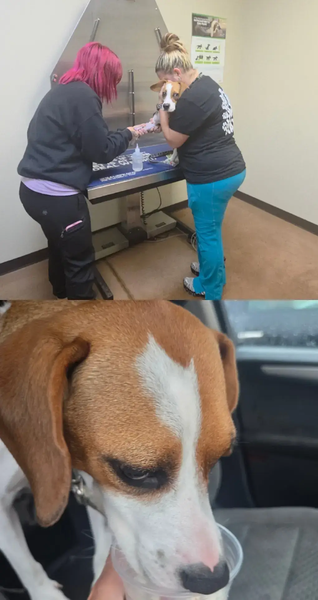 Brownie was a total rockstar at the vet's office, so we celebrated with a puppy cup at Dunkin' Donuts. #dog #dogs #puppy #vetvisit #pupcup 