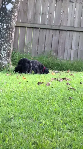 Stella in full hunt mode #minitureschnauzer #stellaspuppyworld 