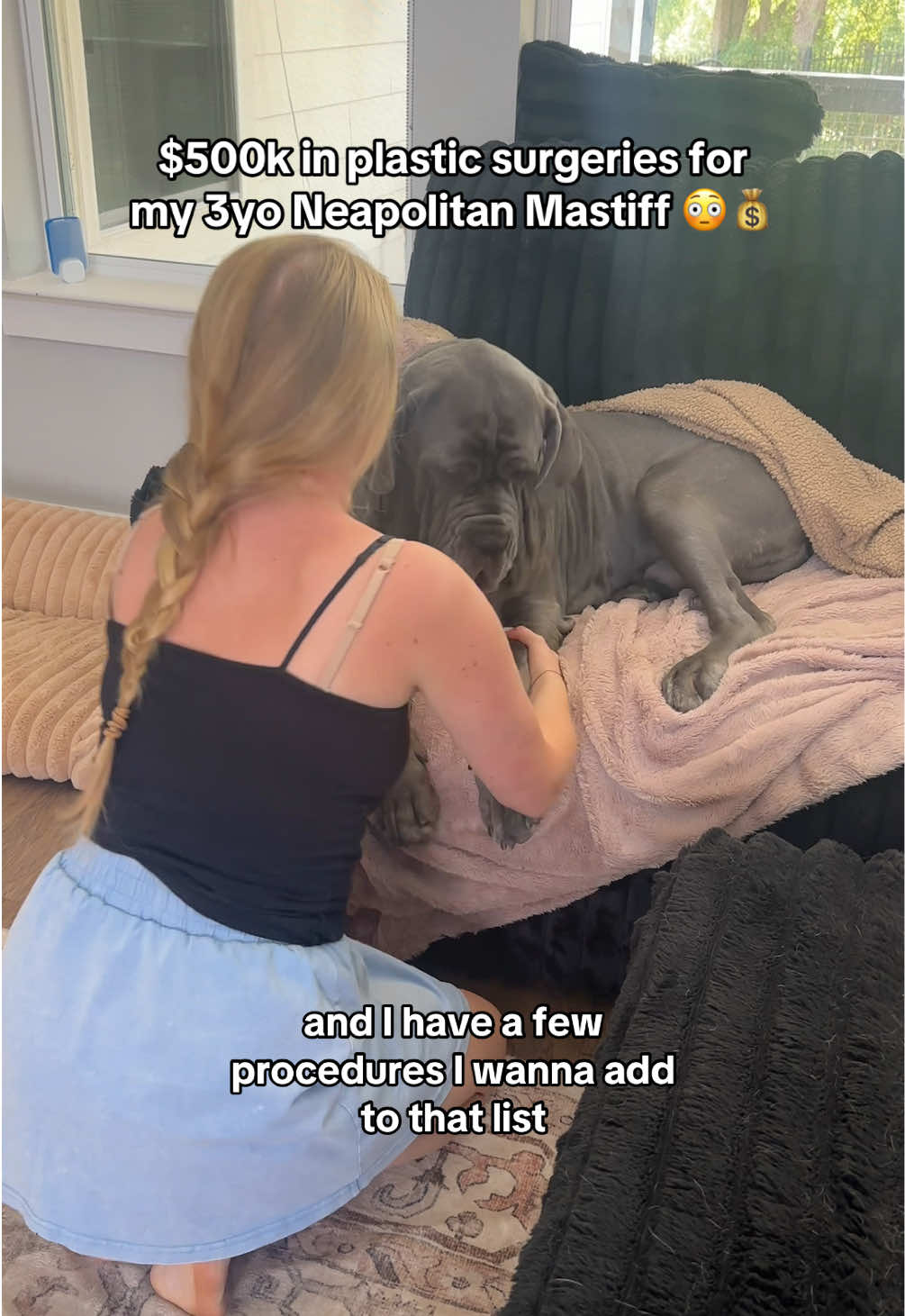 $500k in plastic surgeries for my 3yo Neapolitan Mastiff 😳💰 #neapolitanmastiff #bigdogs #plasticsurgery #dogmom 