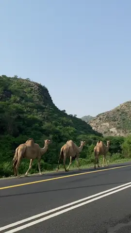 سبحان خالقها مااجملها🥺❤️#رجال_المع #الجنوب #تهامة_عسير #عسير_الهول#اكسبلور 