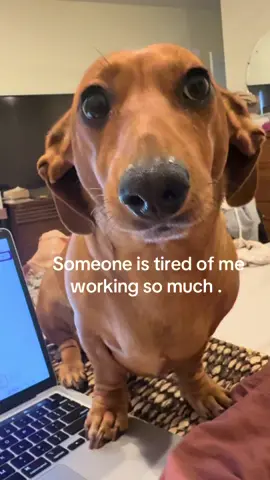 My baby wants attention. She’s had it with me working so much lately #doxiesoftiktok #weeniedog #dachshundsoftiktok #fyp