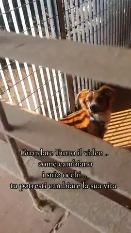 ☎️ #Francesca 348 334 0052 su Whatsapp per favore con una vostra presentazione NO RICHIESTE FRA I COMMENTI, MOSTRATE SERIETÀ! #ADOTTANTI #ESPERTI DISPOSTI AD AFFRONTARE UN PERCORSO CON EDUCATORI  .. .. insomma accettiamo miracoli  🚩#inviate #il          Il  riassunto della sua storia : Abbandonato in strada, finito in canile dal quale  abbiamo deciso di farlo uscire e ora vive in pensione .  Abbiamo iniziato le uscite con L'educatrice sia per lui che per tutti i cani in pensione  ... Un  altra spesa per noi , ma non possono passare la vita in un box ! Fin dal PRIMO INCONTRO  Frodo si è  subito sentito a suo agio .. questo per farvi capire che se sapete come comportarvi , lui lo capisce e non si sente sotto pressione.. Frodo ci ha raccontato tanto  della sua vita .. è  pieno di energia , ama le passeggiate , bravo al guinzaglio ,  è  curiosissimo  e fuori dal box si illumina .. quando è  sereno dispensa baci e chiede grattini delicati sul sedere ..,   Ma Frodo è  anche altro , è  un anima che ha dovuto imparare a difendersi dalle botte  basta fare dei movimenti più veloci o  un tono di voce più alto per farlo congelare ! I suoi ricordi riaffiorano velocemente..  e se  va sotto stress se deve sganciare un morso , lo fa senza esitare  👉(  Specifichiamo  che in questo anno passato insieme è  successo solo 1 volta, ma noi abbiamo subito imparato a conoscerlo e a capire i suoi atteggiamenti rispettandoli ... Frodo è  cio