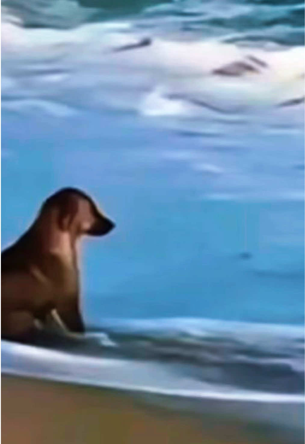 Daily meme #meme #funnytiktok #tiktokmeme #daily #dailymeme 
