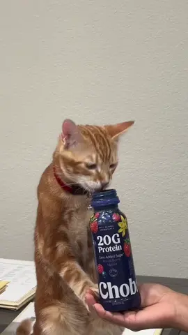 Are you hitting your protein intake today? 🐾💪  Strong mind, even stronger body 🐈😼 #CatGains #catsoftiktok #dealershiplife #FitTok #meow 