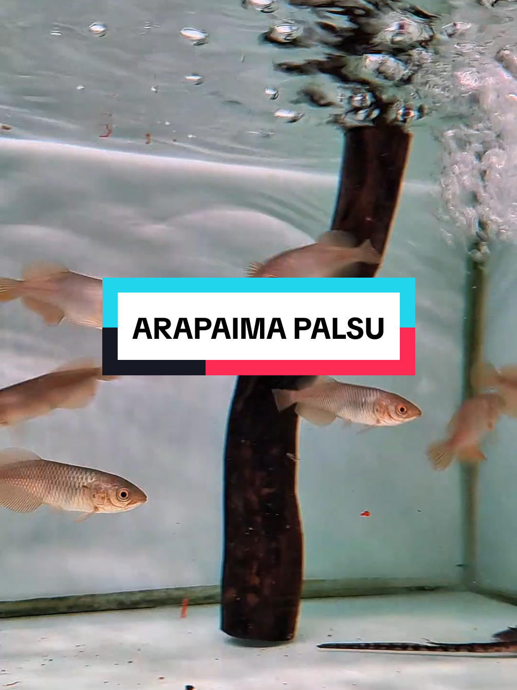jangan rebutan woi 😭😭😭😭.. #fyp #arowananile #arowana #monsterfish #ikanpredator 