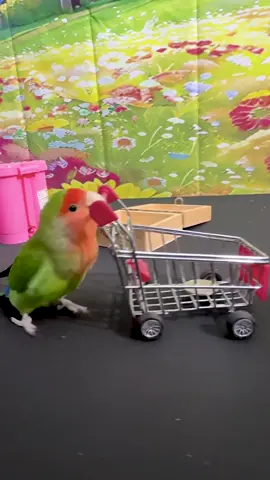 Most tricks performed by a parrot in one minute 🦜🏅 21 by Cola, trained by Zhang Huiqing 🇨🇳 When Zhang Huiqing from Weifang in Shandong, China brought home his parrot in a hot August, he happened to be drinking a cold cola and decided to name it “Cola” on the spot. Hand-feeding it from a baby created a strong bond—Cola followed him everywhere, seeing him as a parent. Inspired by online videos, he started training Cola, and it amazed him how quickly it learned and mastered dozens of tricks. Now this clever parrot feels like a true member of his family.