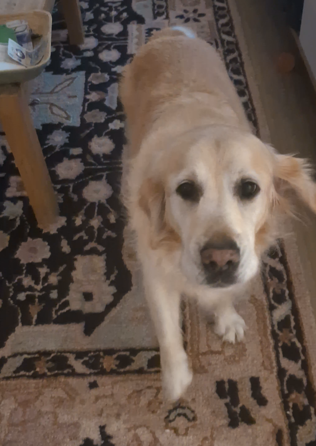she can communicate perfectly when there is food involved 😂 #goldenretriever  #dog #dogs  #dogsvideo 