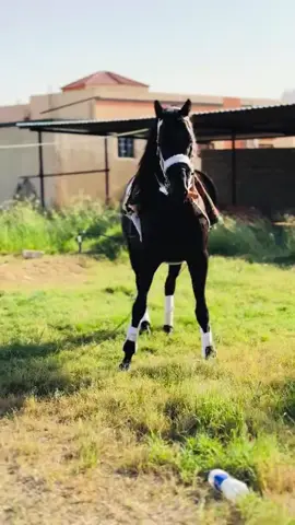 #كم_نسبه_حبك_الخيل❤️🥹 #خيل_وخياله🐎 #عشاق_الخيل #يربح_من_يصلي_عن_النبي🤍✋🏻 #اكسبلور 