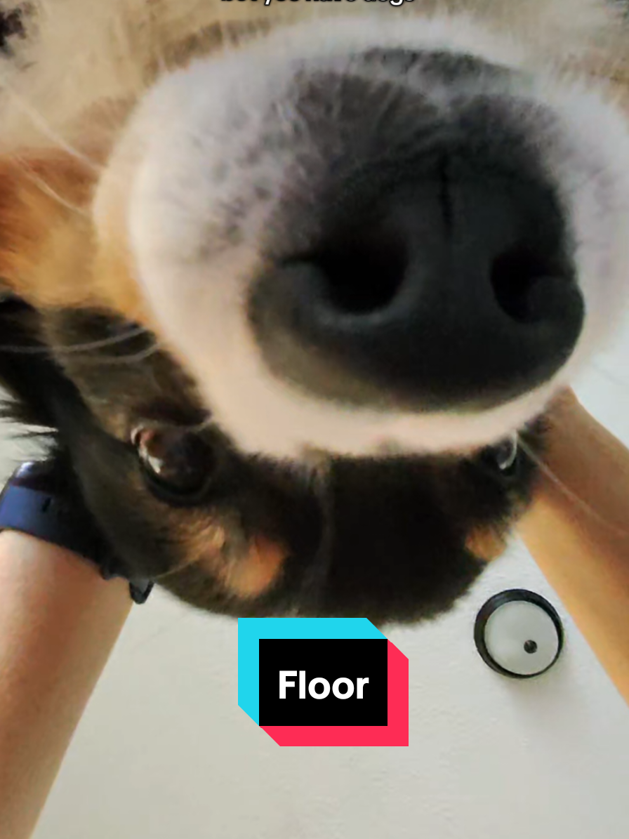 Anything on the floor is fair game! #dogs #floor #funny #fair #dogmom 