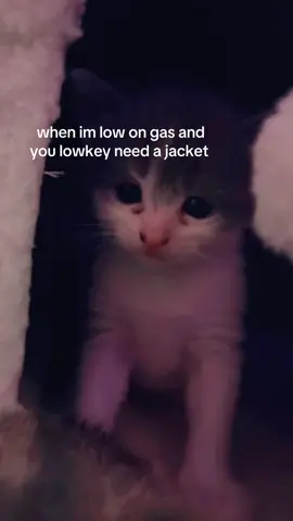 aughhhh i love ptv#fyp #ptv #kitty#helpme #piercetheveil 