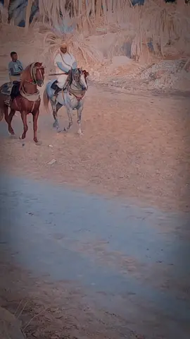 #السفير🐎♥ #سلطان🐎♥ #علفة_الجيل_الصاعد_أنڨوسة #علفة_الجيل_الصاعد_أنڨوسة🐎♥ #فرسان_أنڨوسة🐎♥ 