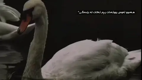 بێدەنگی#foryou #fyp #rasti_lak #foryouuuuuuuuuuuuu 