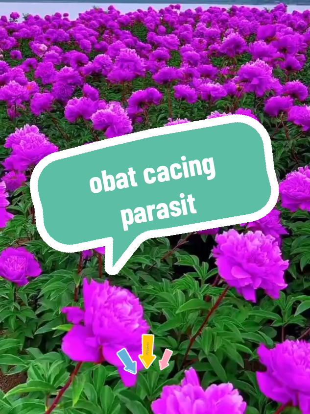 klik beli 👉@Hanum Syarifah  #parasit #obatcacing #obatcacingparasit #obatpapiloma #fyppppppppppppppppppppppp 